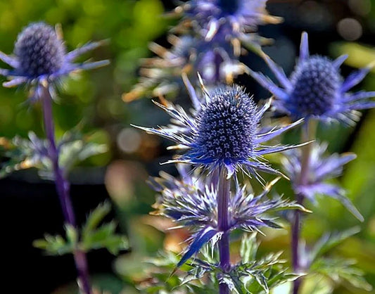 Eryngium planum 'Blue Glitter'