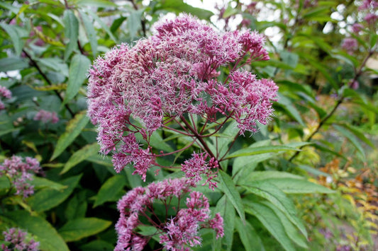 Eupatorium dudium 'Baby Joe'