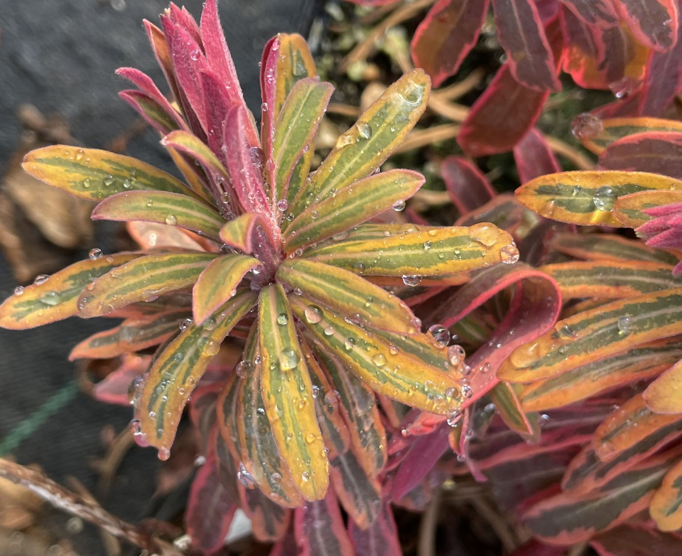 Euphorbia x martinii 'Ascot Rainbow'