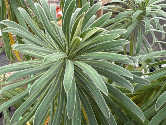 Euphorbia characias subsp. wulfenii