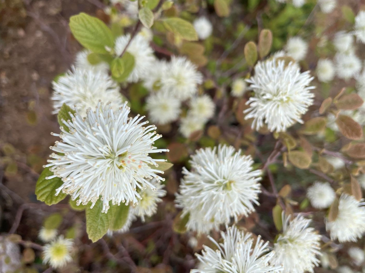 Fothergilla gardenii 'Mount Airy'