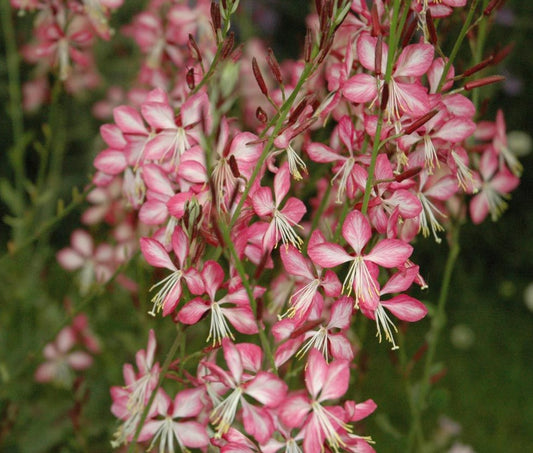 Gaura lindheimeri 'Rosy Jane'