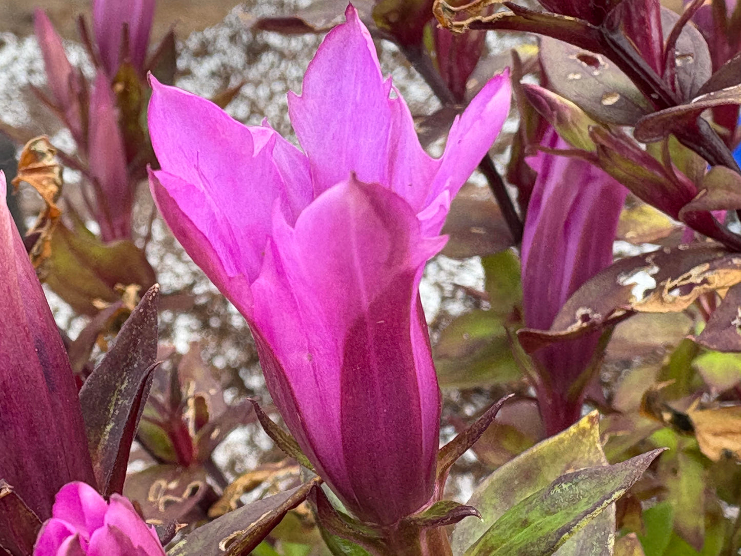 Gentiana 'Little Pinkie'