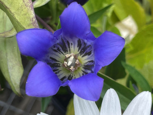 Gentiana  'True Blue'