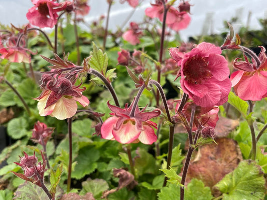 Geum 'Tempo Rose'