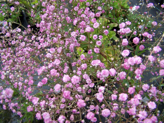 Gypsophlla paniculata 'Festival Pink Lady'