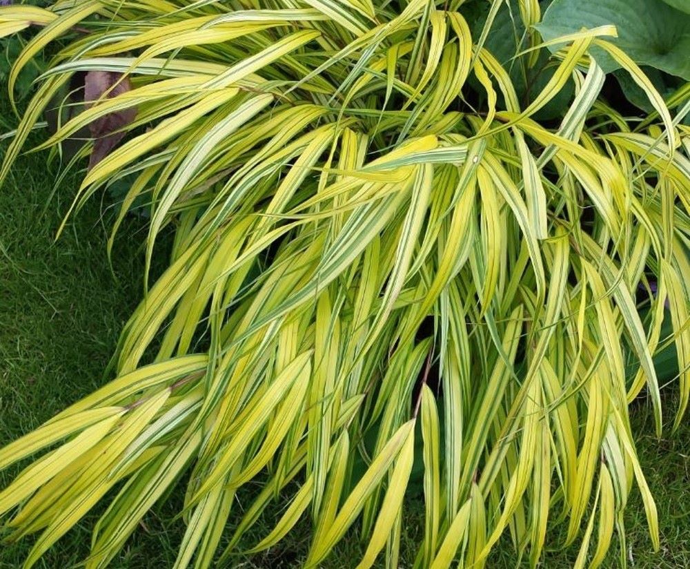 Hakonechloa macra 'Aureola'