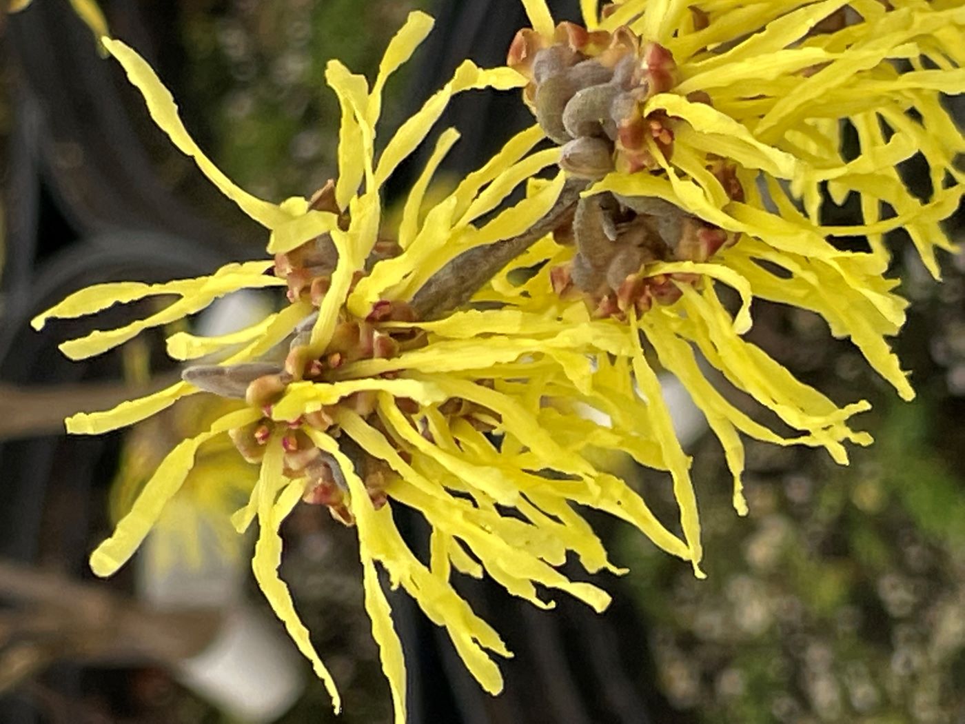 Hamamelis x  intermedia 'Arnold's Promise'