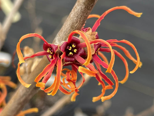 Hamamelis x intermedia 'Jelena'