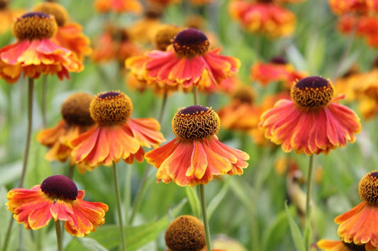 Helenium 'Sahin's Early Flowerer'