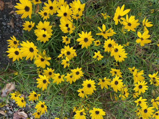 Helianthus salicifolius 'Autumn Gold'