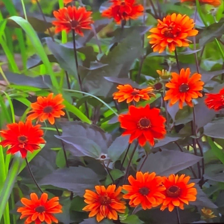 Heliopsis helianthoides 'Fire Twister'