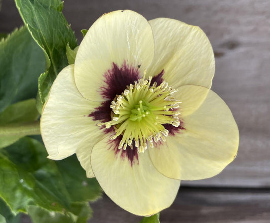 Helleborus 'Spanish Flare'