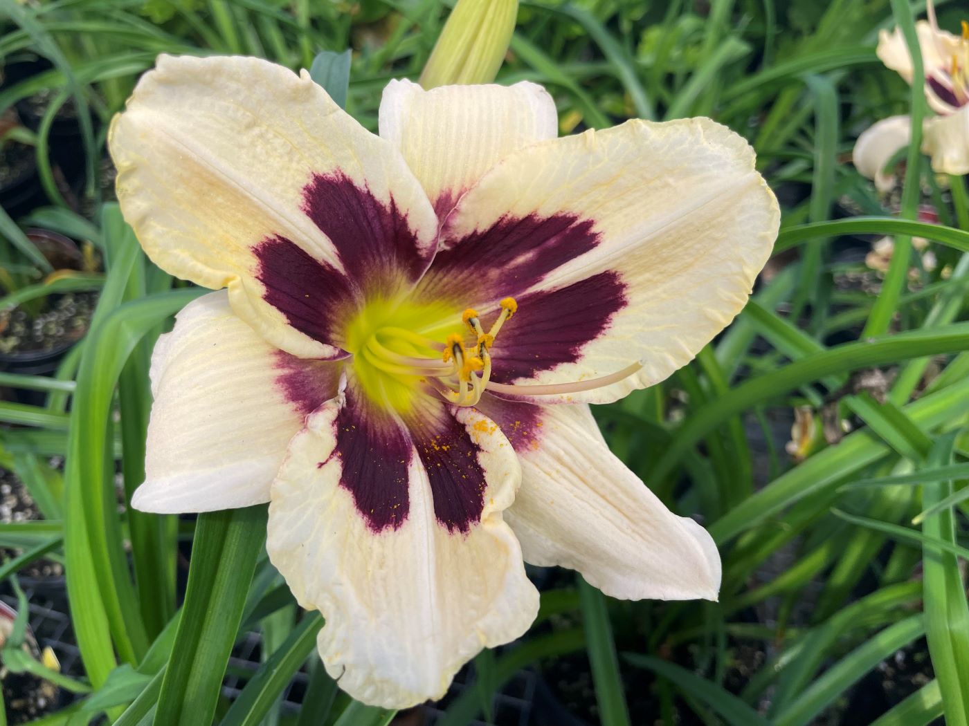 Hemerocallis 'Moonlit Masquerade'