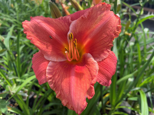 Hemerocallis 'South Seas'