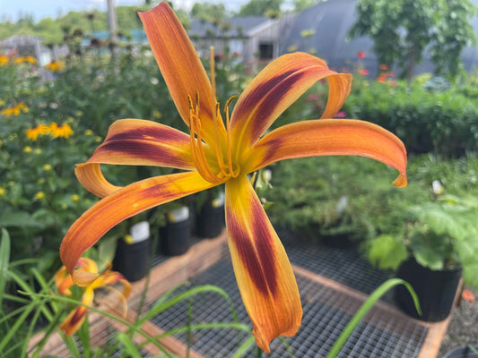 Hemerocallis 'Tigereye Spider'