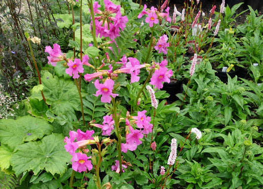 Incarvillea delavayi