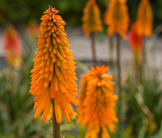 Kniphofia 'Mango Popsicle'