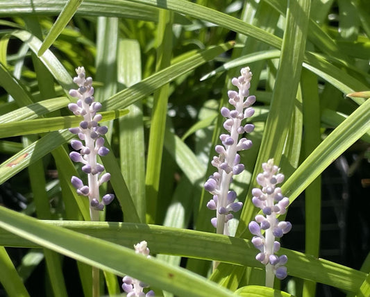 Liriope muscari 'Big Blue'