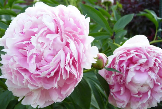 Paeonia 'Sarah Bernhardt'