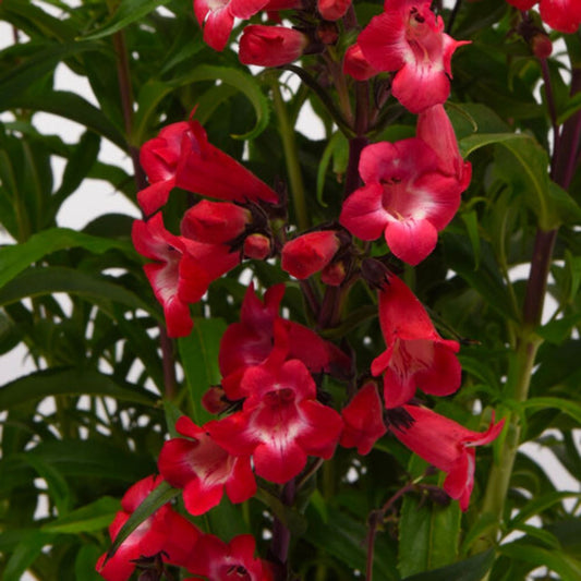 Penstemon hybrida 'Cherry Sparks'