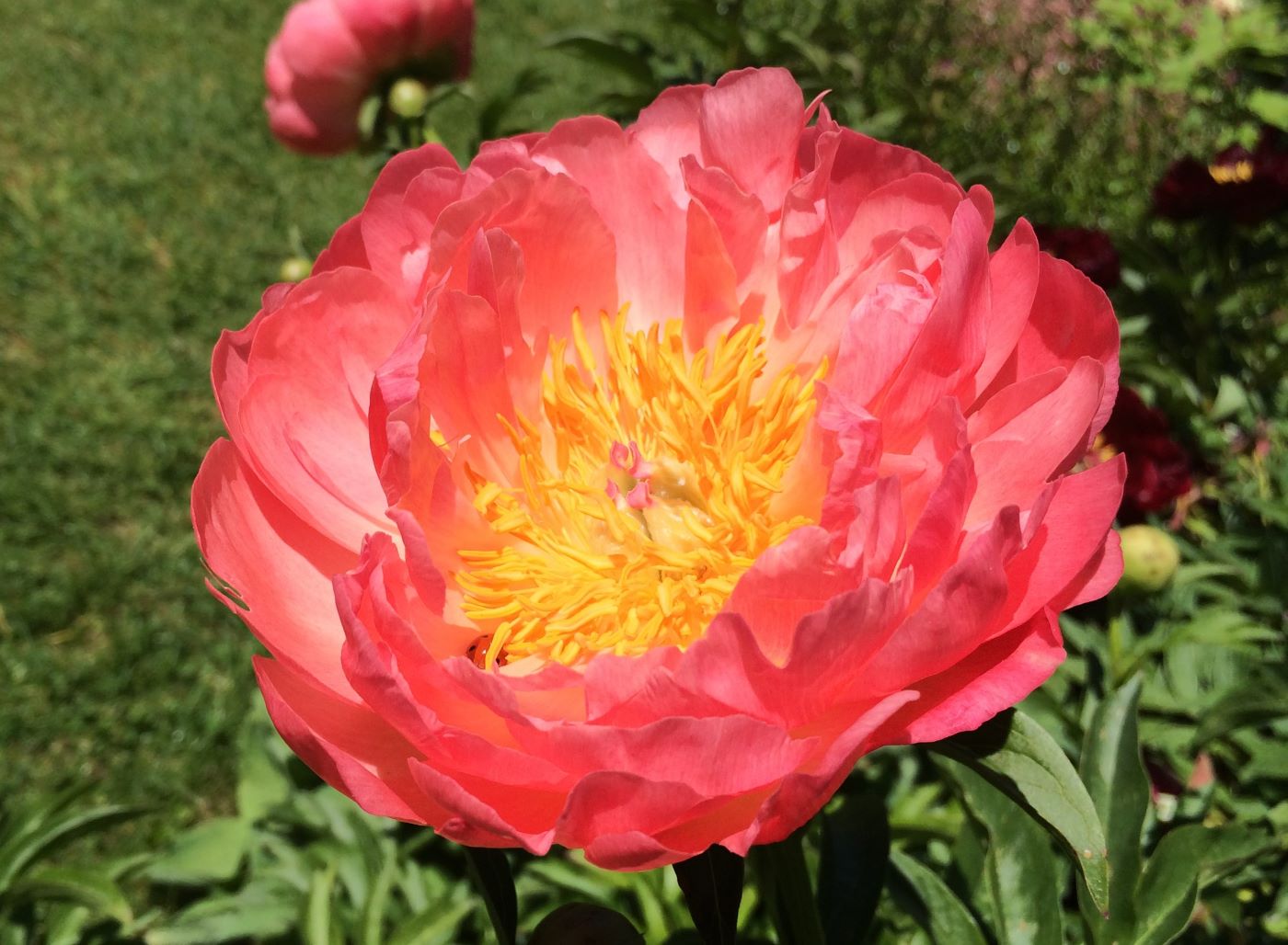 Paeonia 'Coral Sunset' – Bunchberry Nurseries