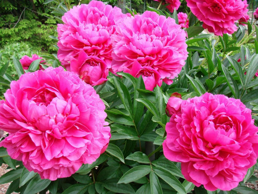 Paeonia 'Kansas'