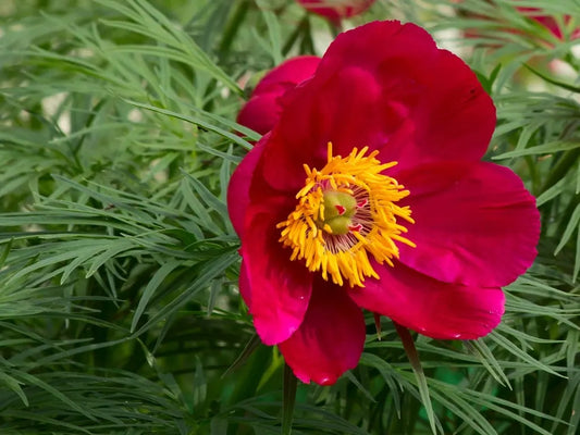 Paeonia tenuifolia 'Itoba'