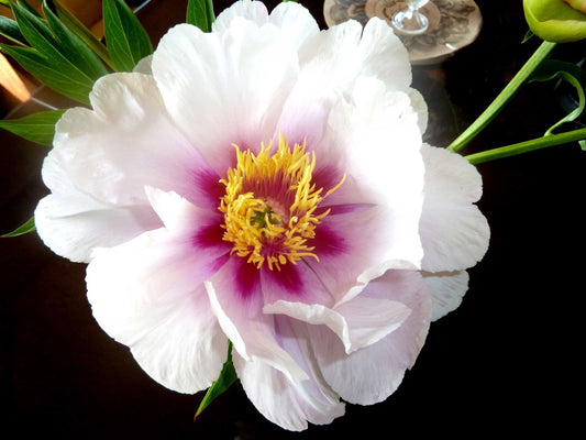 Paeonia itoh 'Cora Louise'