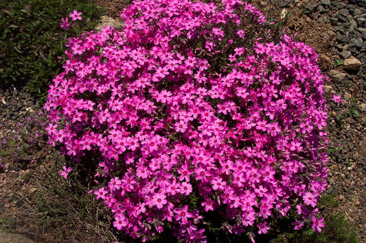 Phlox subulata 'Red Wings'