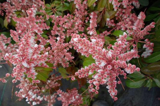 Pieris japonica 'Dorothy Wyckoff'