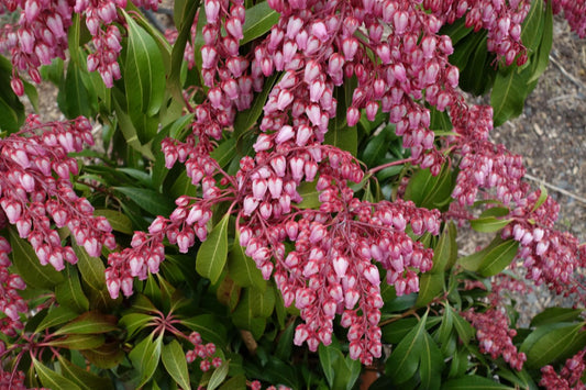 Pieris japonica 'Katsura'