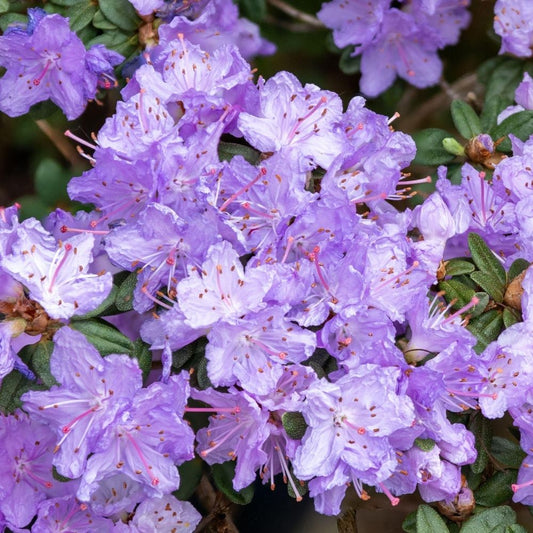 Rhododendron 'Ramapo'