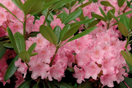 Rhododendron 'Helsinki University'