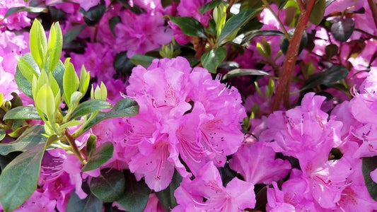 Rhododendron 'Olga Mezitt'