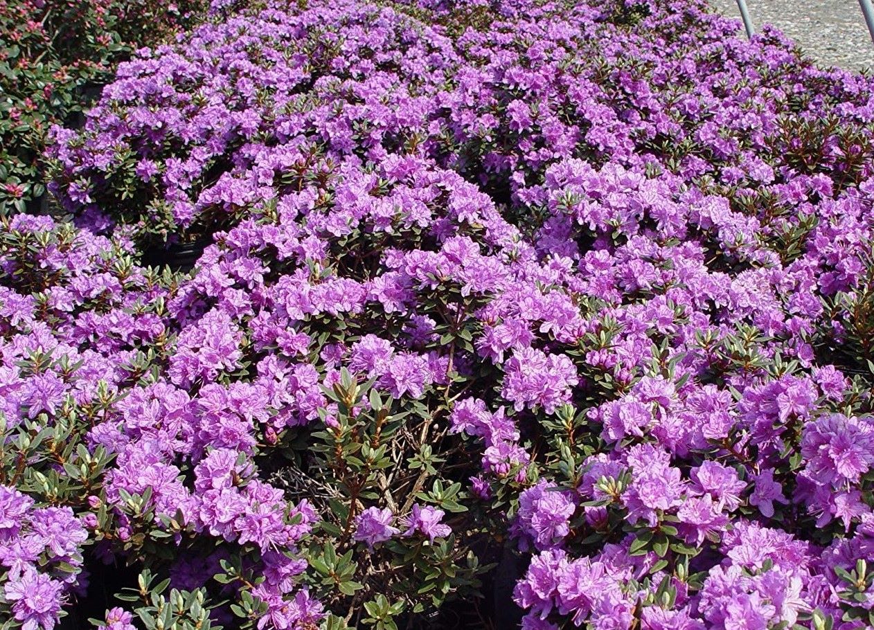 Rhododendron 'Purple Gem'