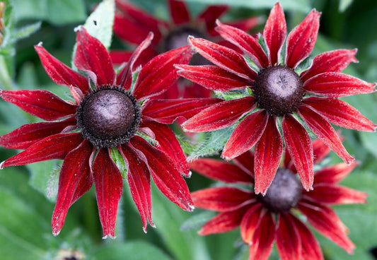 Rudbeckia hirta 'Cherry Brandy'