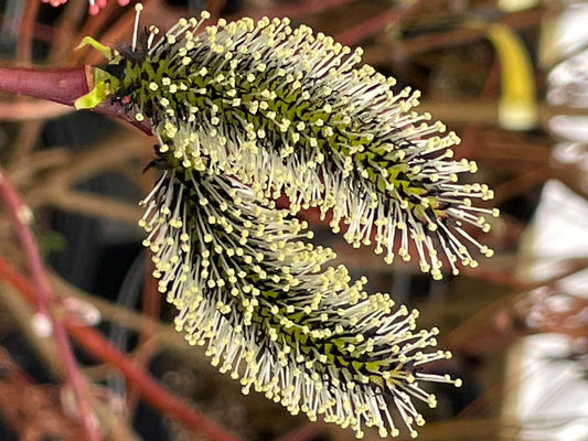 Salix gracilistyla 'Melanostachys'