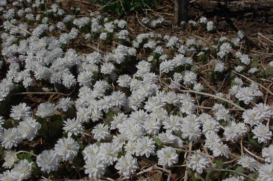 Sanguinaria canadensis 'Multiplex'