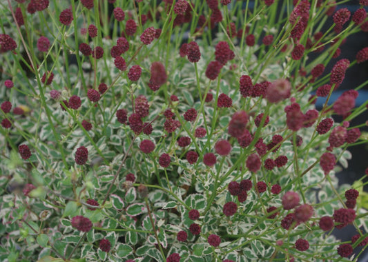 Sanquinsorba officinalis 'Little Angel'