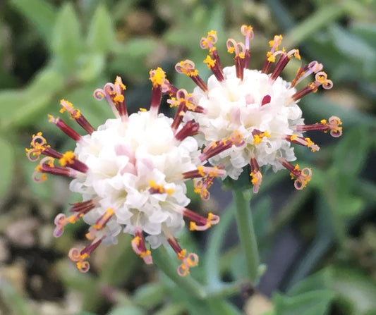 Senecio peregrinus