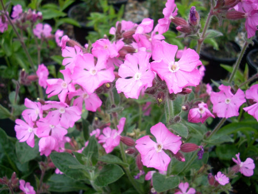 Silene robotii 'Rolly's Favourite'