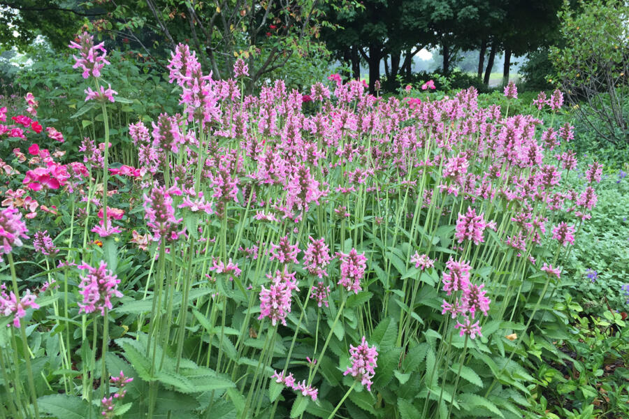 Stachys officinalis 'Pink Cotton Candy'