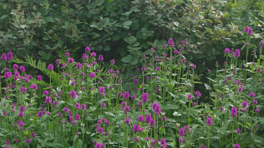 Stachys monieri 'Hummelo'