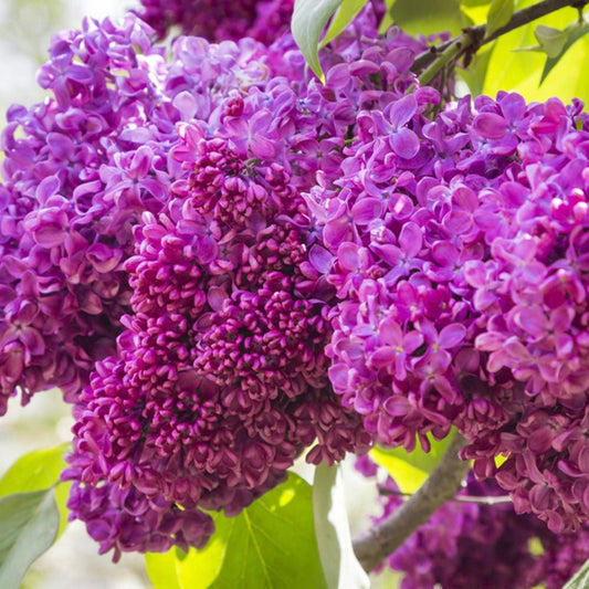 Syringa vulgaris 'Charles Joly'