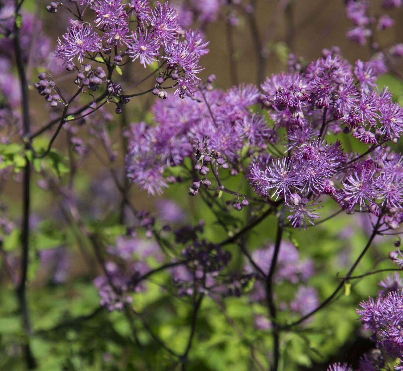 Thalictrum 'Black Stockings'