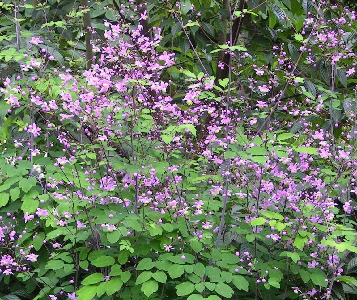 Thalictrum rochebrunianum