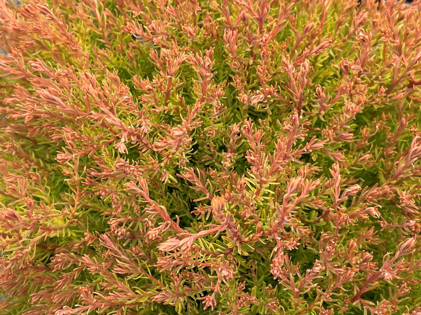 Thuja occidentalis 'Fire Chief'