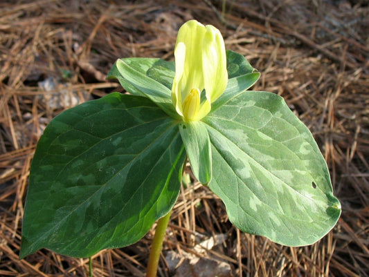 Trillium luteum