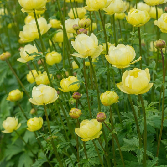 Trollius 'Cheddar'